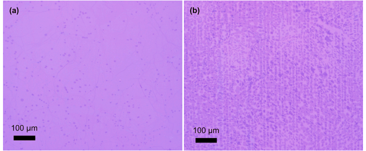 Identifying and abating copper foil impurities to optimize graphene growth